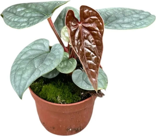 Хвощ Anthurium Luxurians Ø10.5 См
