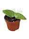 Hoya Latifolia Sp Sarawak Crem Ø10.5 Cm