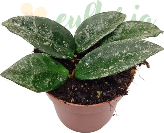 Hoya Carnosa 'grey Ghost' Ø10.5 Cm