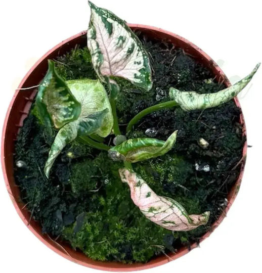 Syngonium Pink Rolli Ø8cm
