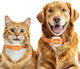 Elektrisches Hundetraining & Schockhalsband GPS Hund