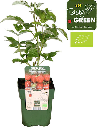 "σμέουρο Κόκκινο" Rubus Ideaus Summer Chef Bio