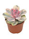 Echeveria 'rainbow' 10.5cm