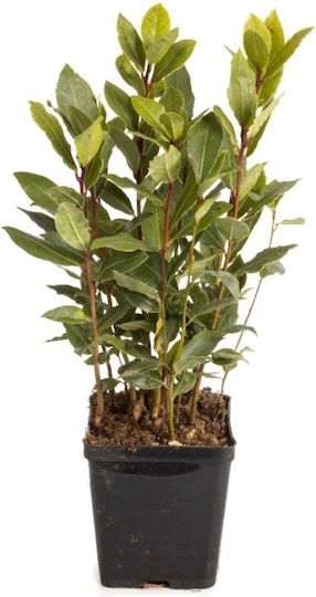 Δάφνη Laurus Nobilis Global Gap Gecertificeerd