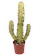 Εφόρβια Euphorbia Ingens Marmorata