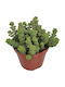 Κράσουλα Crassula Marnieriana Hottentot