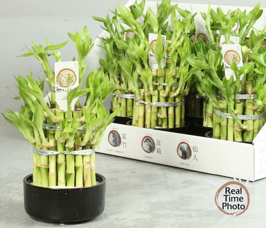Glücklicher Bambus Dracaena San Groß 3 Glücklicher Bambus Dracaena San Groß 3