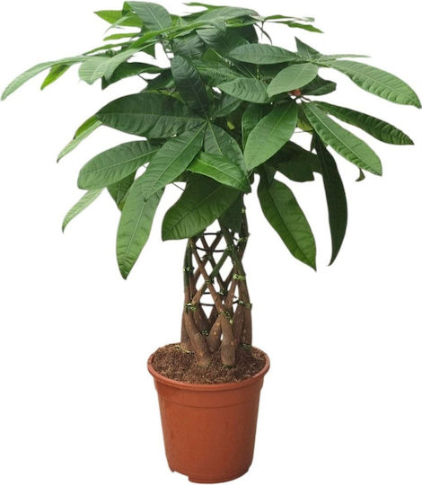 Παχίρα Pachira Aquatica Cage