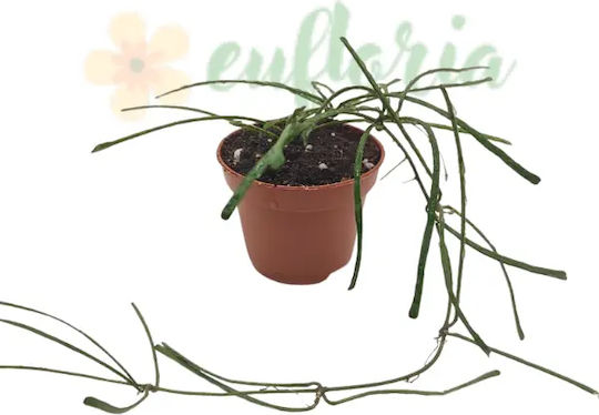 Hoya Retusa Ø6 Cm