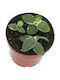 Hoya Cumingiana 'outer Variegata' Ø6 Cm