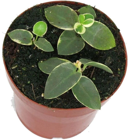 Hoya Cumingiana 'outer Variegata' Ø6 Cm