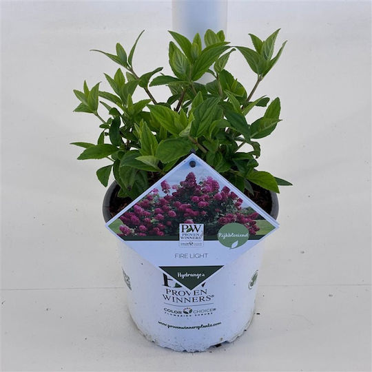 Hydrangea Feuerlicht Pflanze