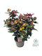 Υπερικό Hypericum Miracle Night