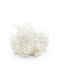 Stabilized Hydrangea Hydrangea Cabeza Royal Bleached