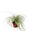 Carex Evercolor 'eversheen' 10.5cm