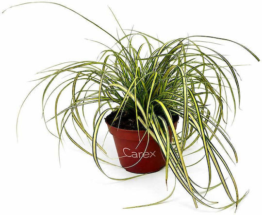 Carex Evercolor 'eversheen' 10.5cm