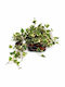 Hedera 'gloire De Marengo' 13cm