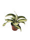 Dracaena Fragrans 'malaika' Ø6 Cm
