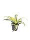 Dracaena Fragrans 'lemon Surprise' Ø6 Cm