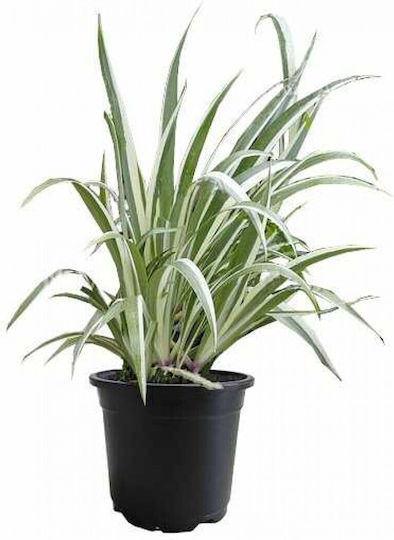 Live Aquarium Plants Acorus Variegatus White Green