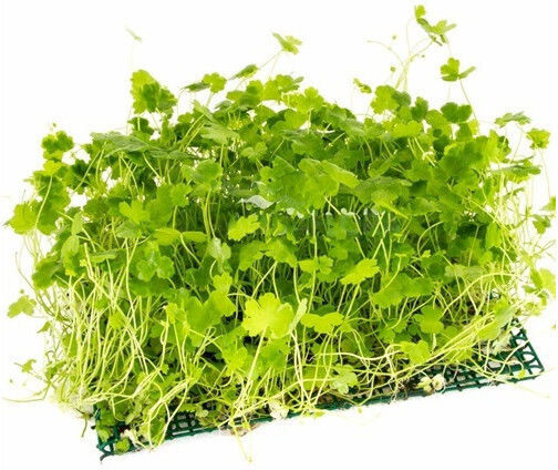 Aquaflora Hydrocotyle Cf Tripartita Net 10x15cm