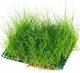 Aquaflora Eleocharis Plasă 10x15cm