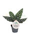 Begonia Maculata 'silver Spot' Ø6 Cm