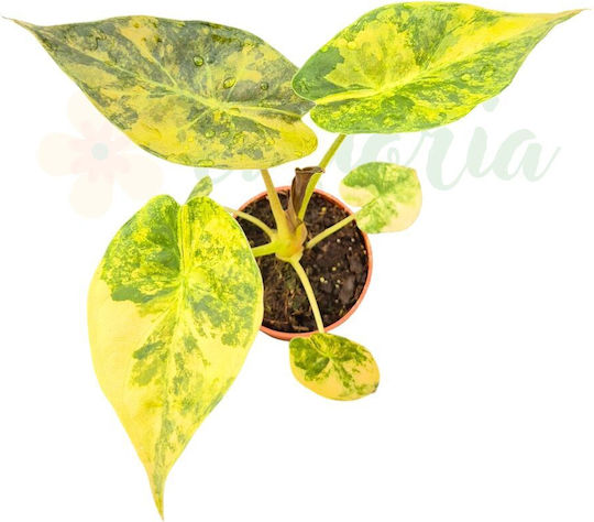 Alocasia Wentii Variegata Ø7 Cm