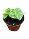 Begonia 'temuyuk Silver' Ø8 Cm