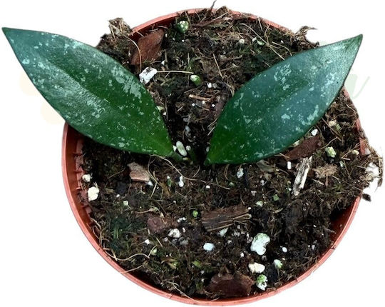 Hoya Sp Cianjur Splash Ø8 Cm