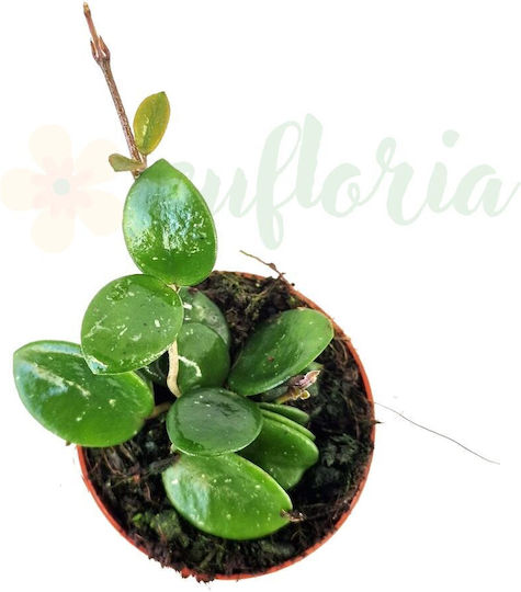 Hoya 'mathilde' Ø6 Cm