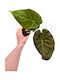 Alocasia 'Regal Shields' Ø9 Cm