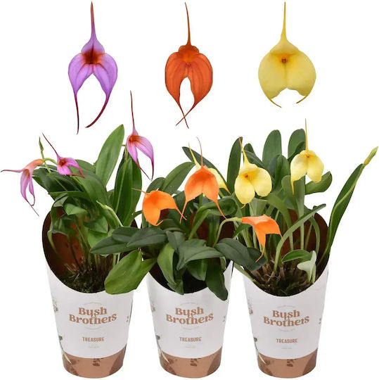 Masdevallia Orchidee — Anden Sammler Orchidee Dreieckige Blüten Ø9 cm Blumen Lila
