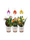Masdevallia Orchid — Andean Collector Orchid Triangular Flowers Ø9 Cm Flowers White