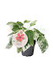 Hibiscus Rosa-sinensis 'variegata' Ø6 Cm