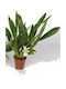 Cochleanthes Orchid Flowers White