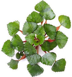 Trapa Natans Live Aquarium Plants