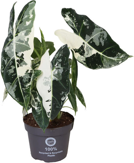 Alocasia Frydek Variegata