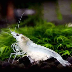 Creveți De Acvariu Snowball Neocaridina Zhangjiajiensis Sau Neocaridina Davidi Var Snowball