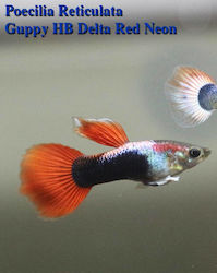 Pești De Acvariu Vii Guppy Mascul American Livebear Poecilia Reticulata Guppy Hb Roșu Delta Neon