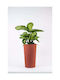 Adoni Kunststoff-Blumentopf Rot 28x47cm
