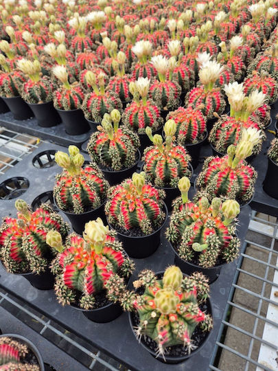 Gymnocalycium Miha Japan Multicolor Florifer Ansu