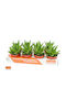 Αλόη Aloe Perfoliata