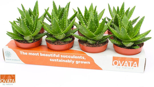 Aloe Perfoliata