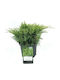Γιουνίπερο Juniperus X Pfitzeriana Old Gold