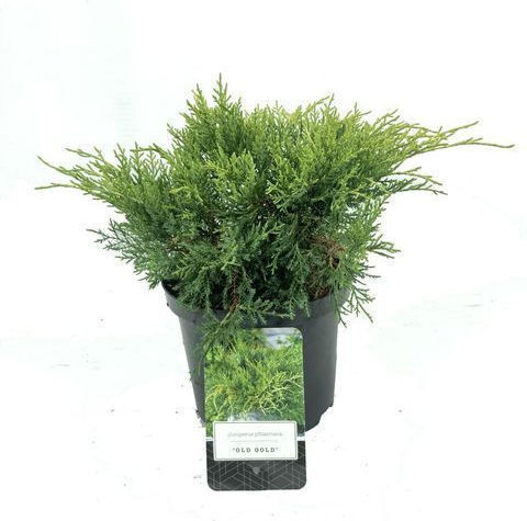 Juniperus X Pfitzeriana Juniper Old Gold