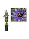 Ρολογιά Passiflora Purple Haze
