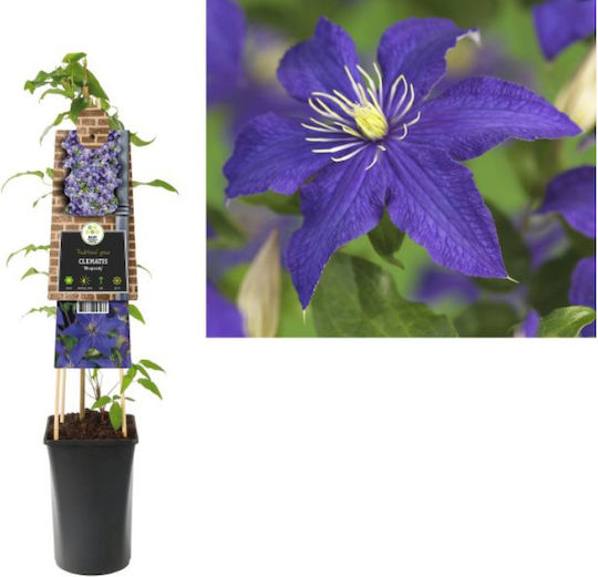 Κληματίδα Clematis Rhapsody Αρωματικη