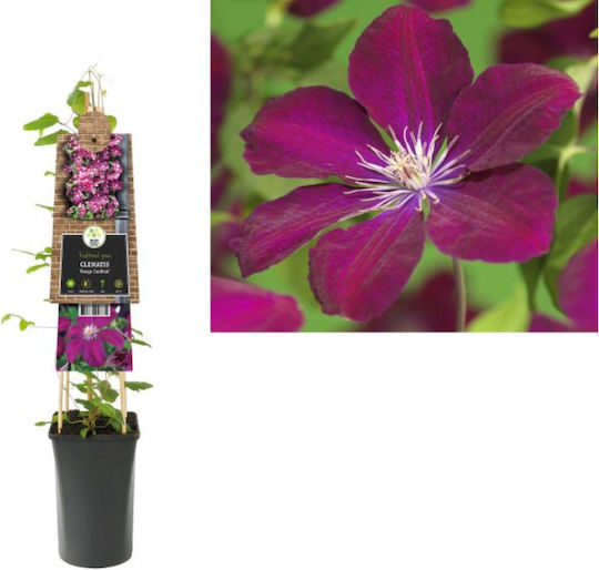Κληματίδα Clematis Rouge Cardinal