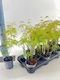 Ατσερ Acer Palmatum Emerald Lace